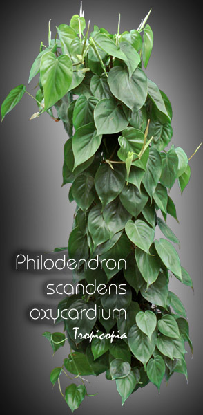 philodendron scandens oxycardium heartleaf philodendron
