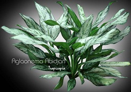 Aglaonema - Aglaonema 'Abidjan' - Chinese Evergreen