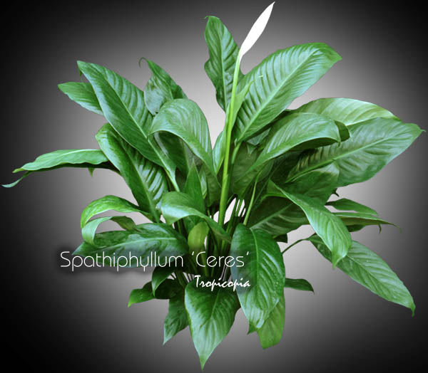 Tropicopia en ligne Image Spathiphyllum Spathiphyllum Ceres Lys de paix Peace lily