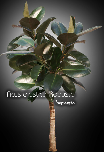 Tropicopia online - House plant picture of Ficus - Ficus elastica ...