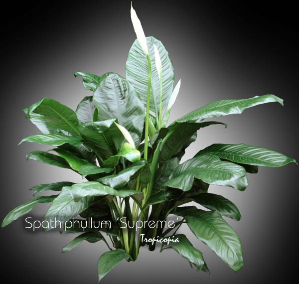 Tropicopia online - House plant picture of Spathiphyllum ...