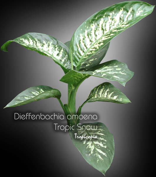 Tropicopia en ligne - Image || Dieffenbachia - Dieffenbachia amoena ...